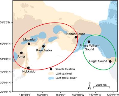 SNP-based discrimination of pink salmon stocks of the Sea of Okhotsk basin: resolution of the approach and possible ways to increase it